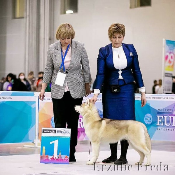 Интернациональная Выставка Собак  "Евразия 1" Москва